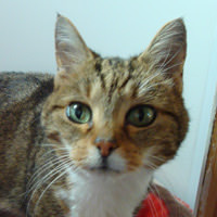 Tiggy